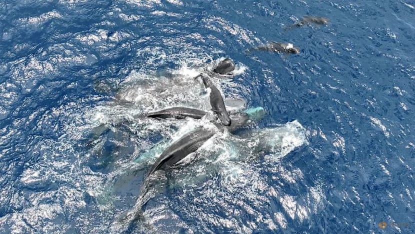 When a sperm whale gives birth, the mother gets help from her friends