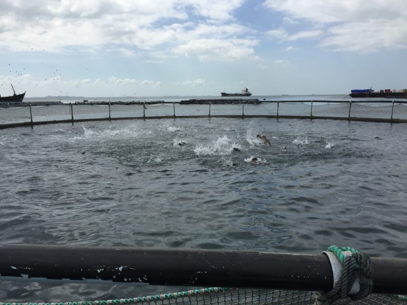 Barramundi fish feasting on feed pellets, which contain ingredients like soybean meal and protein-rich vegetables that ensure that they grow healthily.  Photo: Elgin Chong/TODAY