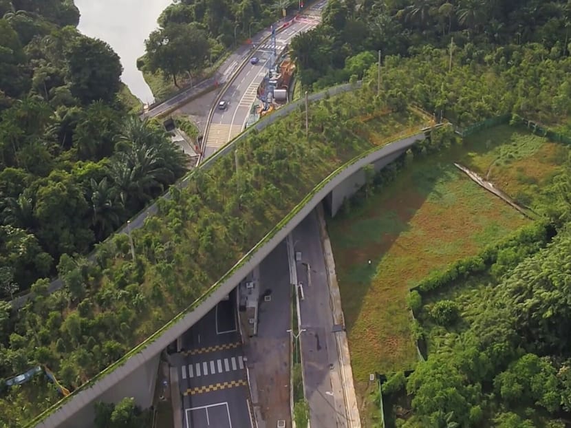 Months ahead of the opening of the Mandai Wildlife Bridge, a team from Mandai Wildlife Group had taken pains to make sure that it would be ready for animals once the bridge opened. Despite their efforts, the team remained doubtful if animals would use the 140m bridge. However, the animals took to the bridge far quicker than anyone expected. Months ahead of the opening of the Mandai Wildlife Bridge, a team from Mandai Wildlife Group had taken pains to make sure that it would be ready for animals once the bridge opened. Despite their efforts, the team remained doubtful if animals would use the 140m bridge. However, the animals took to the bridge far quicker than anyone expected.