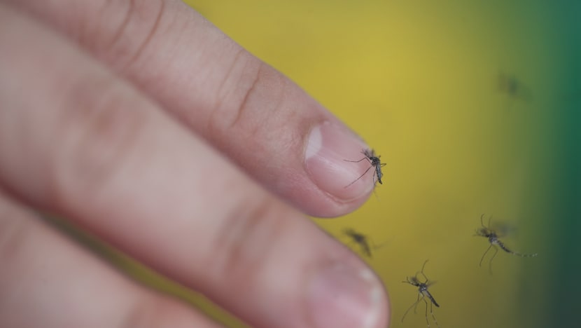 S$200 fine for all homes found breeding mosquitoes