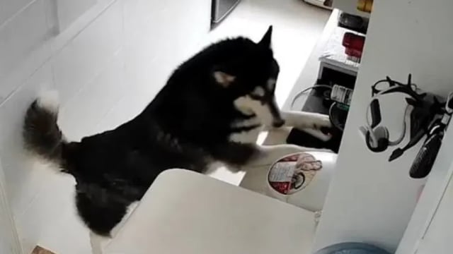 这只二哈会“做饭”！
