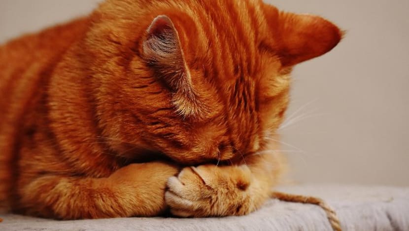 Kucing anda juga boleh 'stres' kalau asyik dibelai semasa 'circuit breaker'