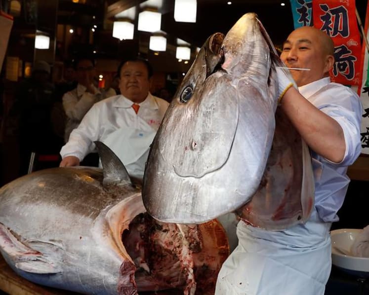 Bluefin tuna in focus as Japan seeks boost to catch limits 