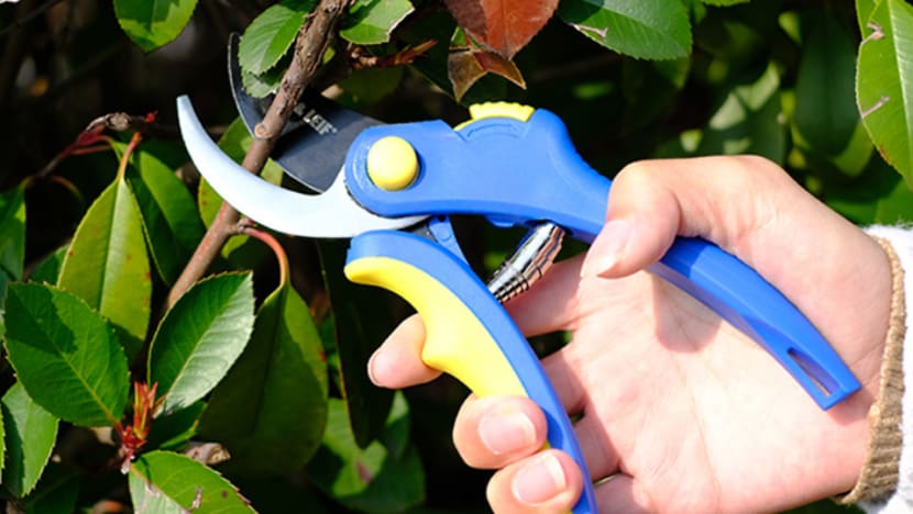 Commentary: Stop stealing my plants!