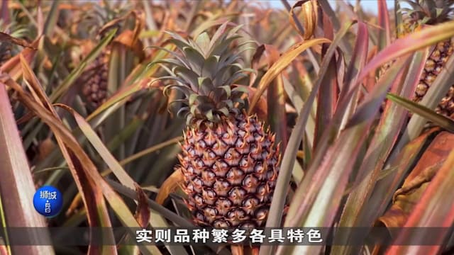 狮城有约 |  做日光浴还得戴帽子  大马黄梨超“爱美”