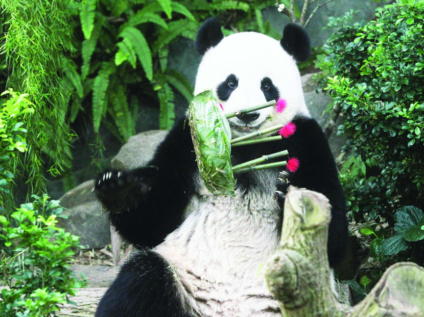 Female giant panda Jia Jia finishes her birthday ‘cake’ presented to her in celebration of her sixth birthday which falls on Sept 3, at the River Safari yesterday, Photo: Ooi Boon Keong