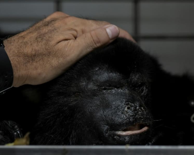 Heat-related howler monkeys deaths rise to 157 in Mexico