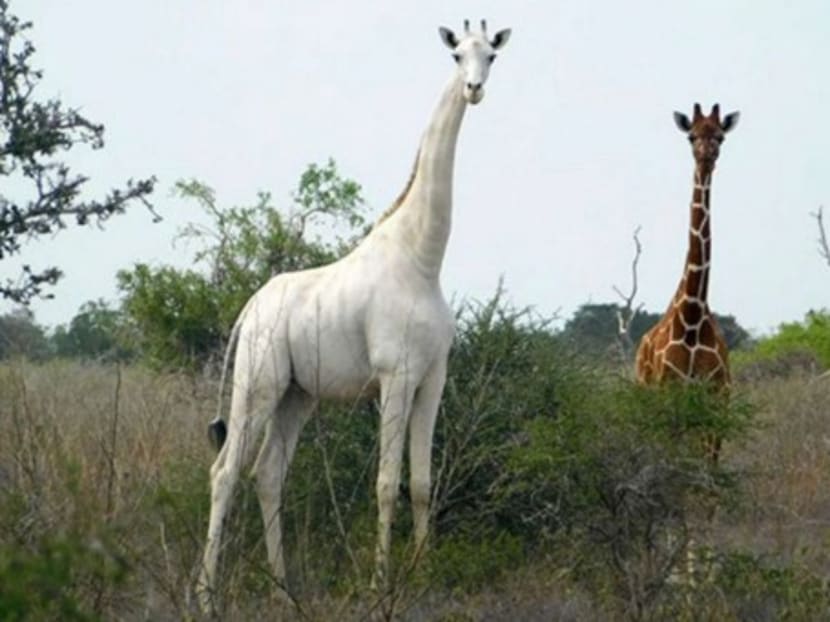 The deaths of the two white giraffes leave just one remaining alive -- a lone male, borne by the same slaughtered female, the conservancy said. The deaths of the two white giraffes leave just one remaining alive -- a lone male, borne by the same slaughtered female, the conservancy said.