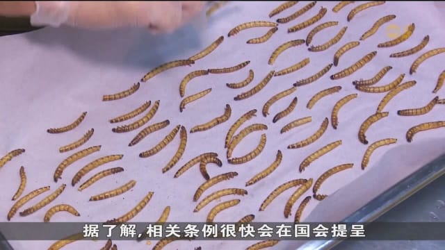 业者：我国料最快下个月允许餐馆同潜在农场售卖昆虫食品