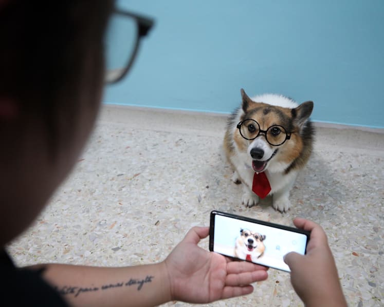 Boasting thousands of Instagram followers, pet influencers are giving their human counterparts a run for their money