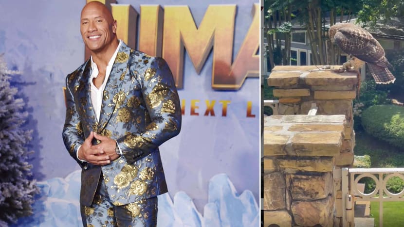 Dwayne Johnson Blocked From Gym By A Wild Hawk Vs Snake Wrestling Match