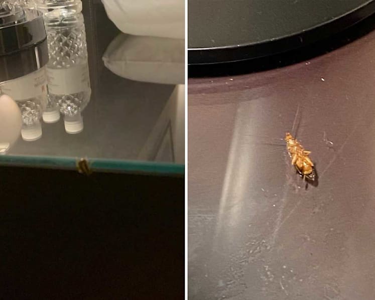 2 upscale hotels call in pest control experts after guests serving stay-home notices complain of cockroaches in rooms