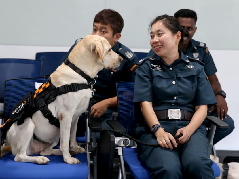 K9CC Bí Mật Huấn Luyện Chó Cảnh Sát Hiện Đại - Khám Phá Thế Giới K9