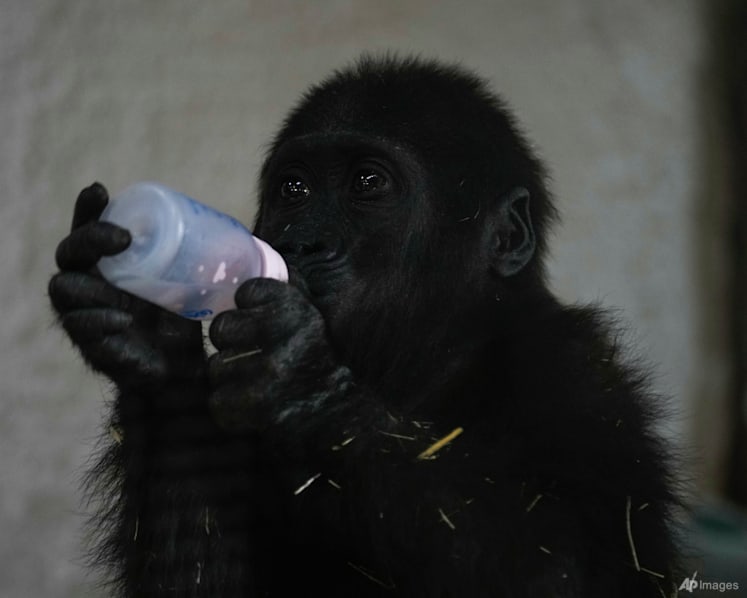 Baby gorilla rescued from flight to Thailand recovers at Istanbul zoo