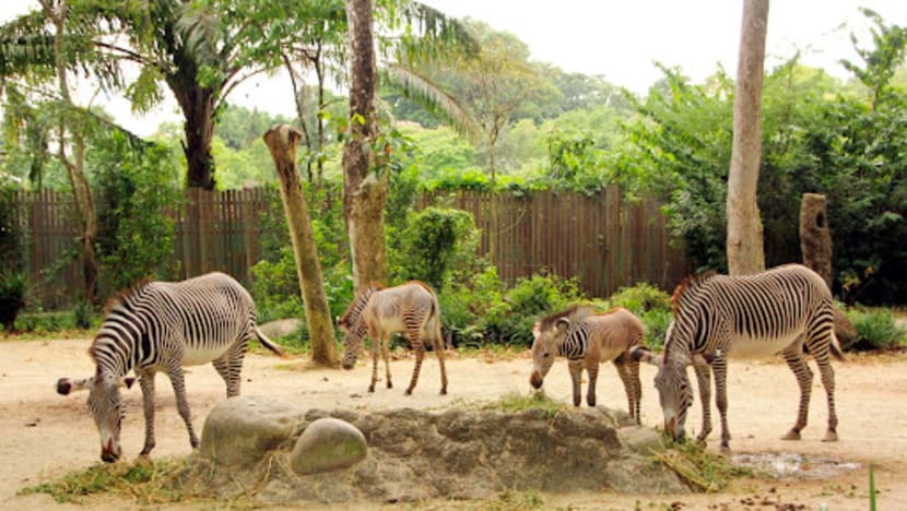 900 newborns across 160 species born at Singapore’s 4 wildlife parks last year