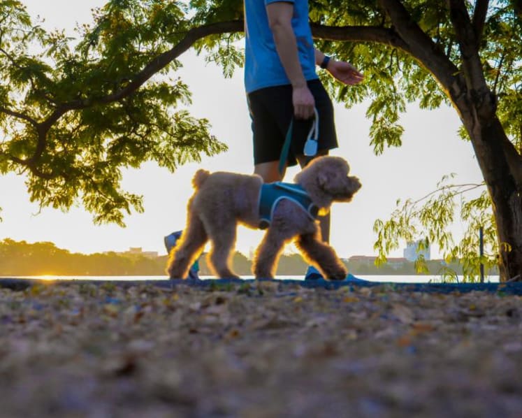 'Fart walking' after a meal is the latest health trend – but does it actually work?