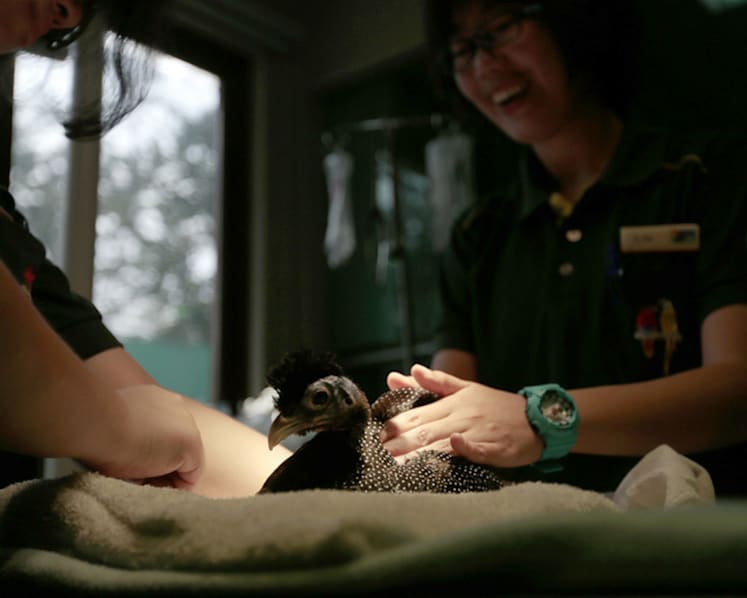 Sick birds flock to S’pore veterinarian for avian acupuncture