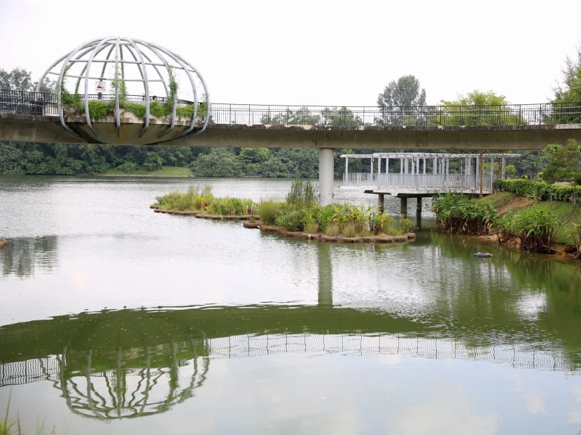 Biodiversity thriving on artificial Punggol waterway