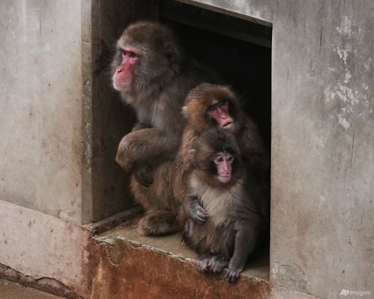 Punch the orphan macaque is outgrowing his plushie and making friends