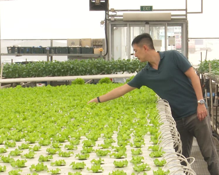 Cloudy with a chance of unaffected produce: Urban farms stay resilient against weather