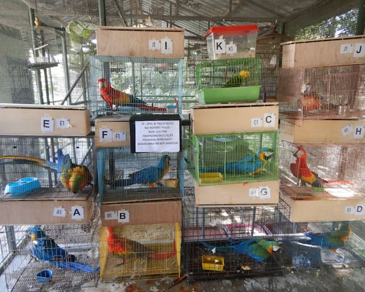 Singaporean jailed and fined for smuggling wild birds into Johor