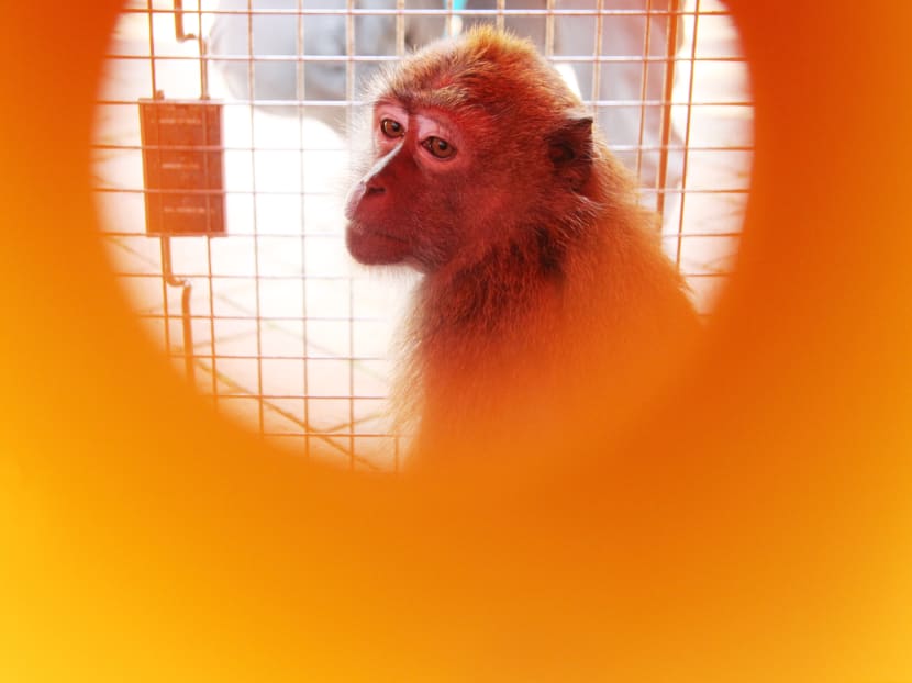 Behaviour modification proposed as solution to macaque problem