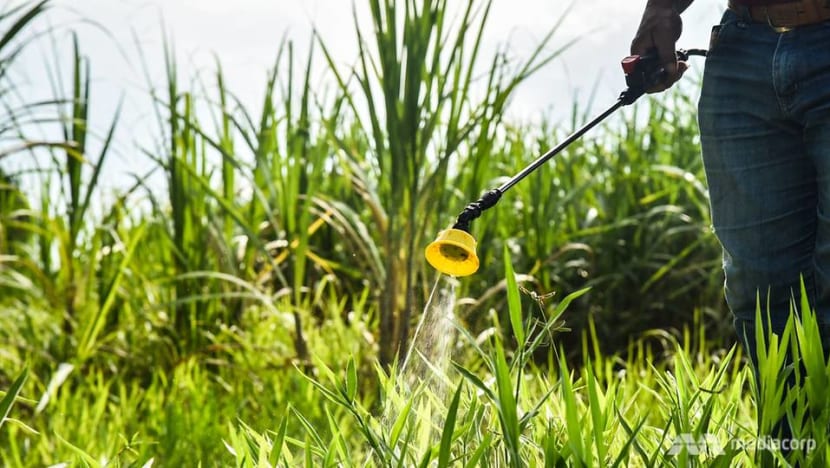 Thailand moves closer to ban on toxic farm chemicals as concerns about food safety and human health grow