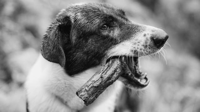 小心恶犬！被狗咬3招救急