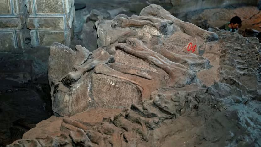 Setelah panda dan terakota, China kini berpeluang lakukan 'diplomasi dinosaurus'. Apa itu?