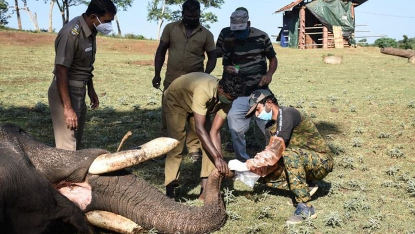 28 gajah di India diuji bagi COVID-19 susuli kematian singa