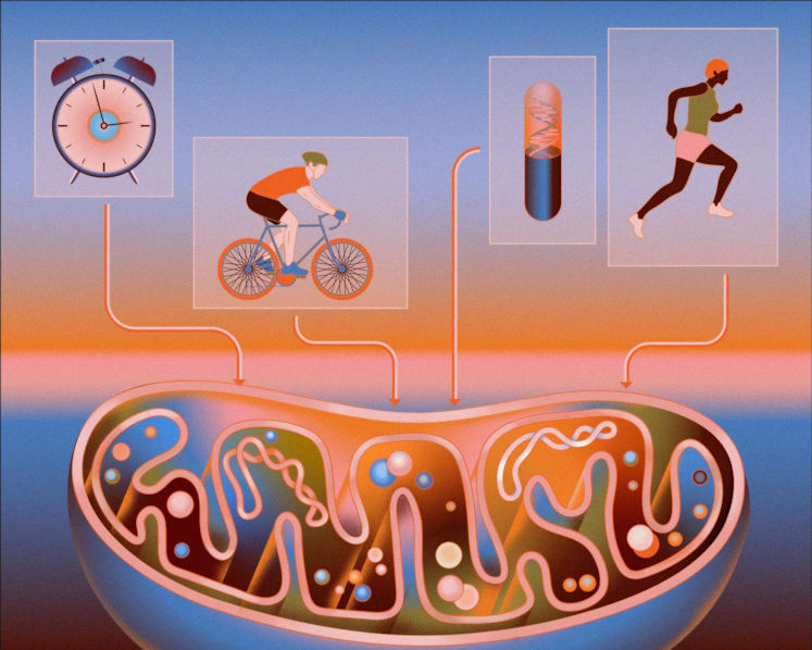 The key to ageing and longevity may be found inside our cells