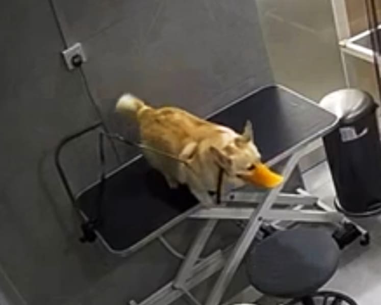 Pet grooming salon 'distraught' at death of dog allegedly found hanging by its own leash; NParks probing