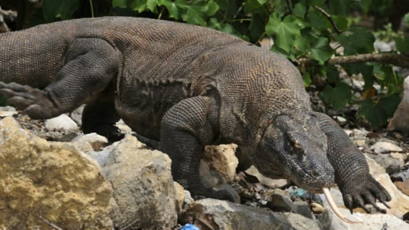 ‘Endangered’ status puts spotlight on Komodo dragon protection as Indonesia government defends upgrade projects ‘Endangered’ status puts spotlight on Komodo dragon protection as Indonesia government defends upgrade projects