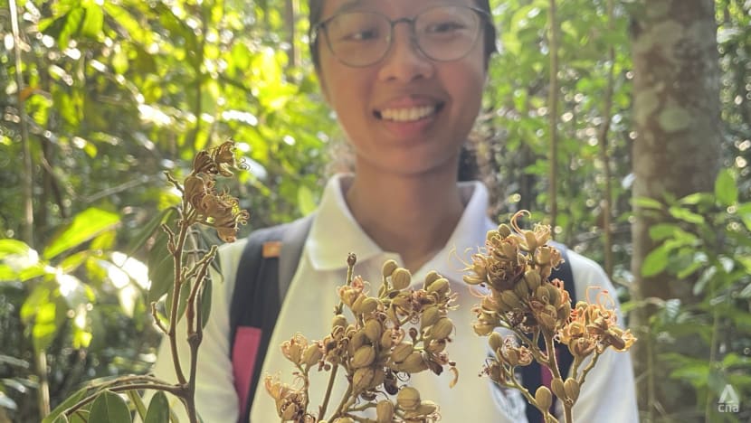 A walk in Singapore’s nature reserve led a researcher to discover the rare flower of a critically endangered tree A walk in Singapore’s nature reserve led a researcher to discover the rare flower of a critically endangered tree