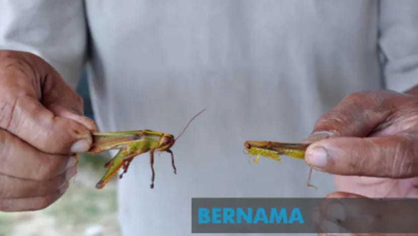 Belalang Padi hidangan sampingan nasi dan pulut