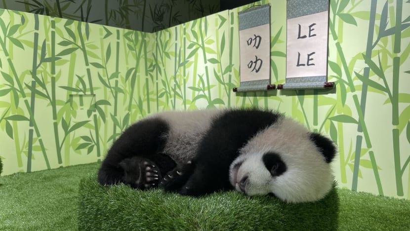 First giant panda cub born in Singapore named Le Le after public vote First giant panda cub born in Singapore named Le Le after public vote