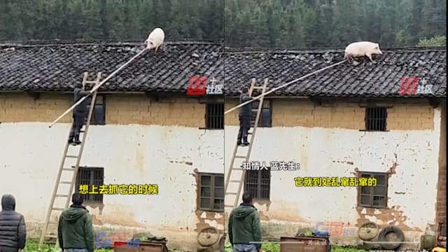 誓死不当盘中餐！ 中国家猪一跃至两米高屋顶
