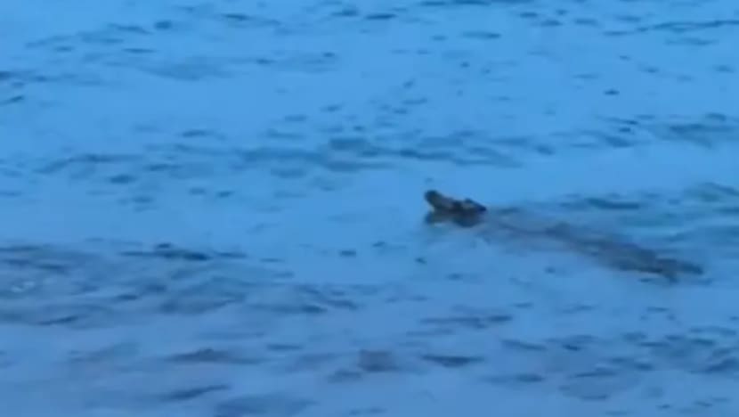 Awas! Buaya dikesan di perairan Sentosa; kegiatan air digantung