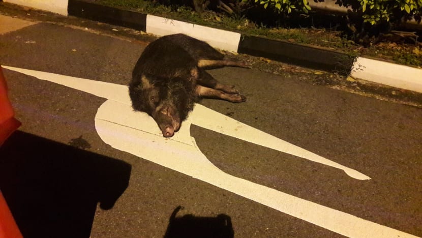 'Rampaging' wild boar in Punggol euthanised after gunshot wound to neck