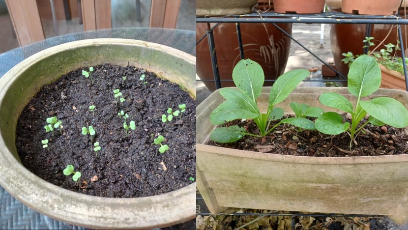 Commentary: Gardening for self-sufficiency? The fruits of my labour have been few Commentary: Gardening for self-sufficiency? The fruits of my labour have been few
