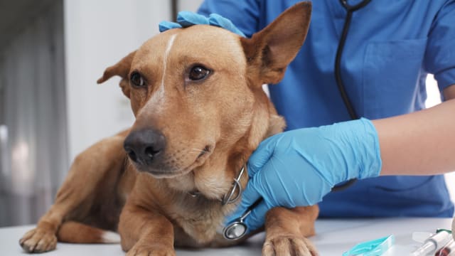 爱犬生病动手术取出丁字裤 妻子意外发现丈夫外遇