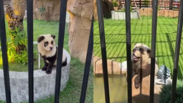 中国再有动物园以狗冒充熊猫 网民挞伐称虐待动物