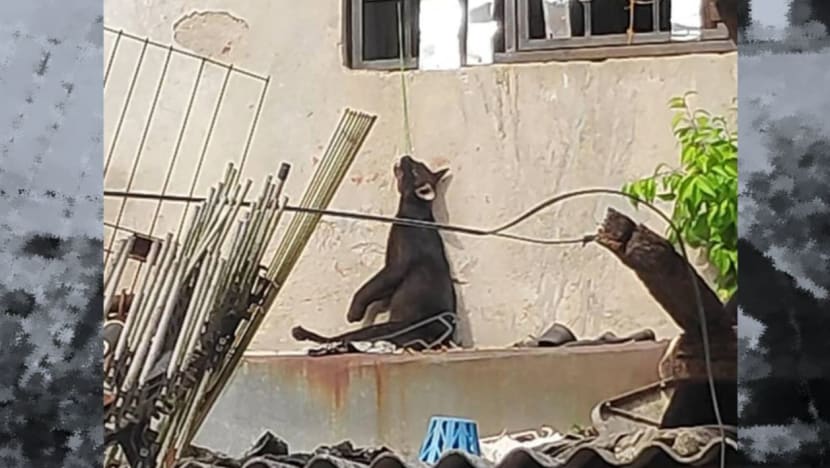 Kejam! Kucing dijerut, dibiarkan tergantung pada tingkap Kejam! Kucing dijerut, dibiarkan tergantung pada tingkap