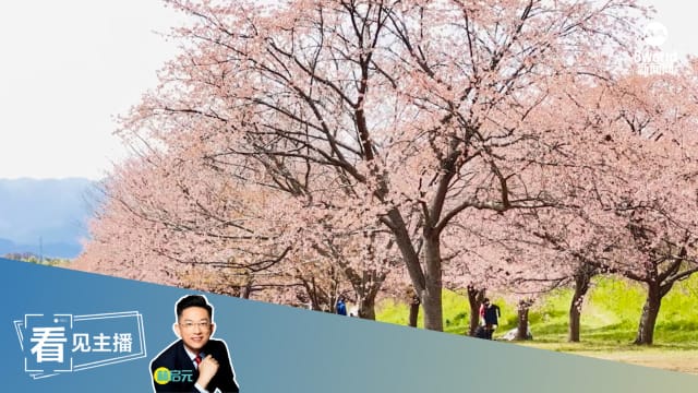 【看见主播 | 林启元】我的“樱花难民”日本追樱记