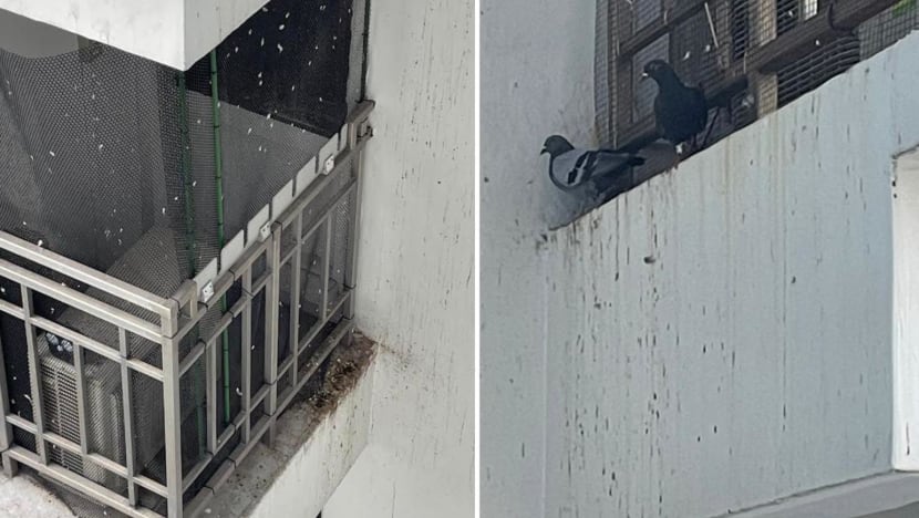 'Feathers everywhere in the house': Residents of Depot Road HDB block plagued by pigeons 'Feathers everywhere in the house': Residents of Depot Road HDB block plagued by pigeons