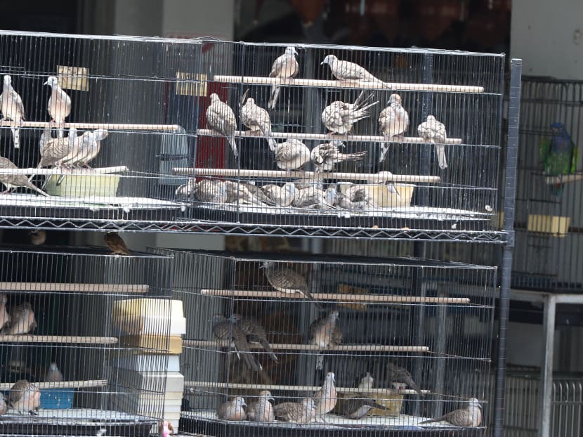 Zebra Doves Geopelia striata were among the most commonly encountered birds in pet stores in Singapore. Photo: James A Eaton
