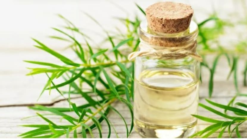 12 manfaat minyak pokok teh atau 'tea tree oil' untuk kehidupan seharian 12 manfaat minyak pokok teh atau 'tea tree oil' untuk kehidupan seharian