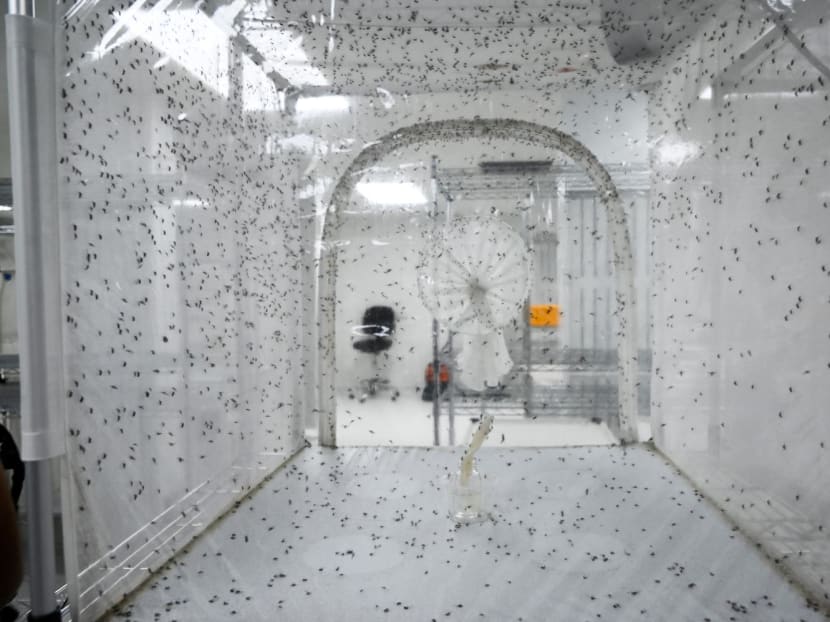 An enclosure filled with female and male Wolbachia-carrying mosquitoes mating at the National Environmental Agency (NEA) mosquitoes production facility is seen in Singapore on Dec 2, 2019. An enclosure filled with female and male Wolbachia-carrying mosquitoes mating at the National Environmental Agency (NEA) mosquitoes production facility is seen in Singapore on Dec 2, 2019.