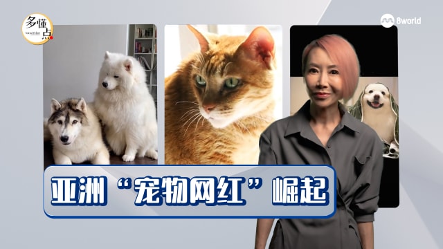 【多懂一点】宠物网红也疯狂