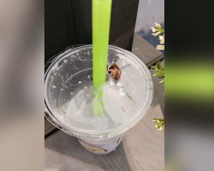 Mr Bean apologises for 'unhappy incident' after woman claims she found cockroach in soya drink; SFA looking into matter